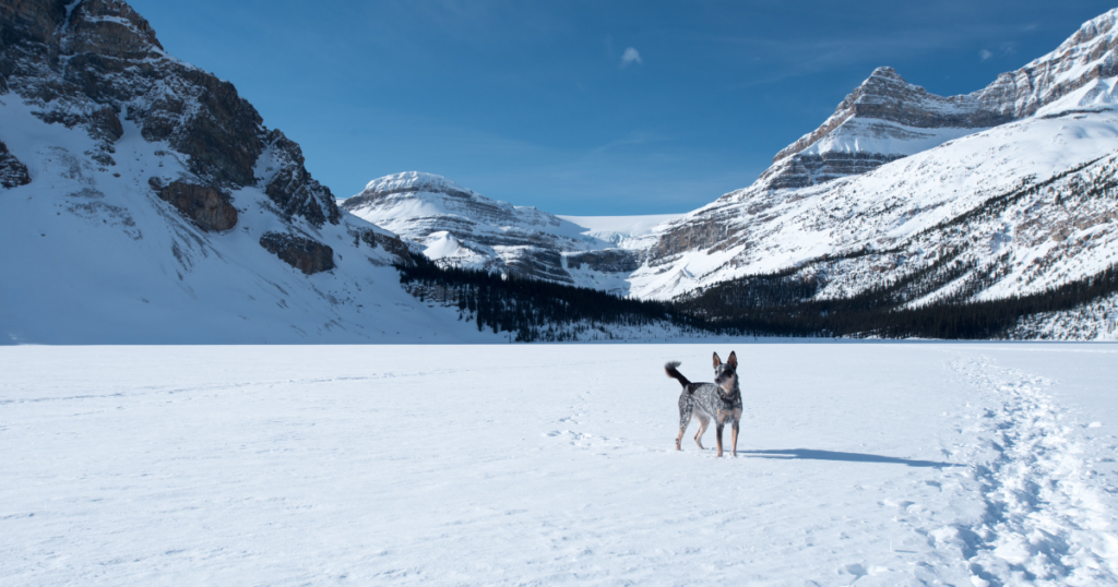 Parc de la Vanoise avec un chien