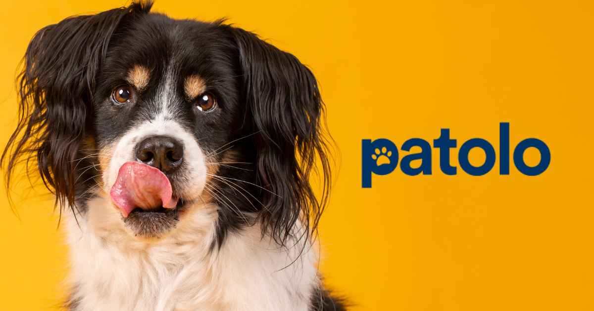 Patolo chien avis complet