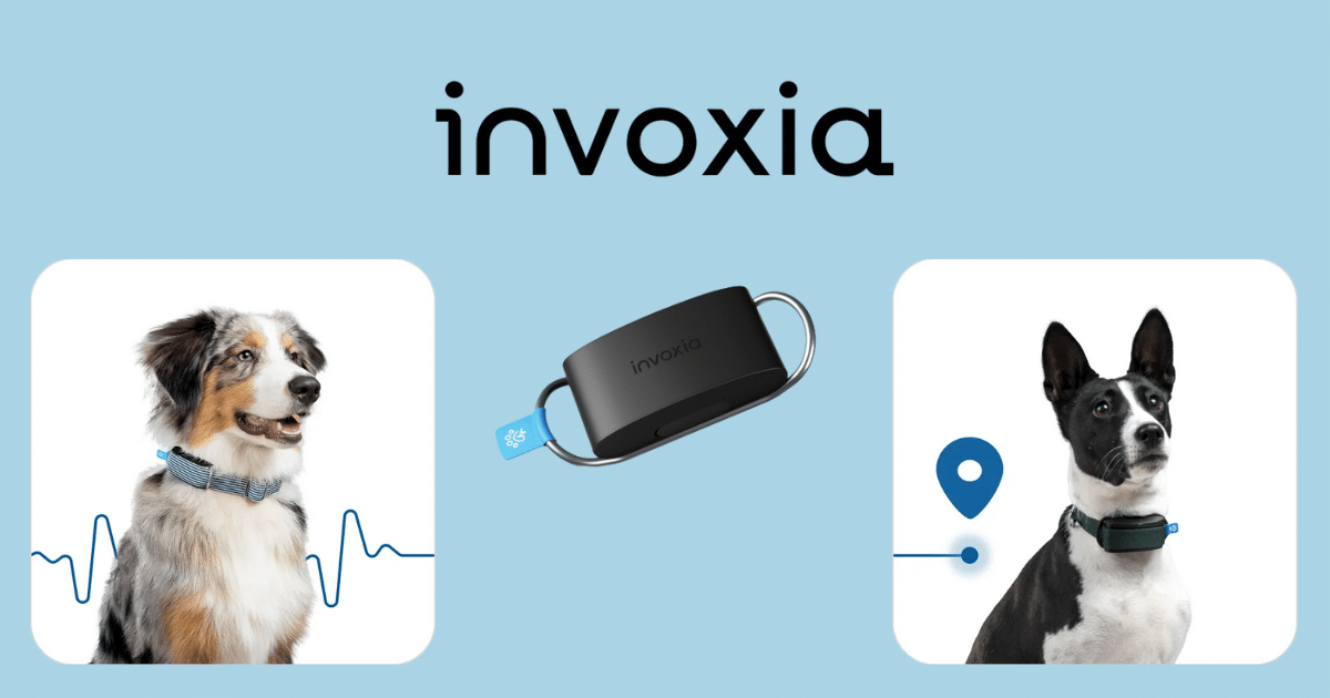 Invoxia Avis Minitailz chien