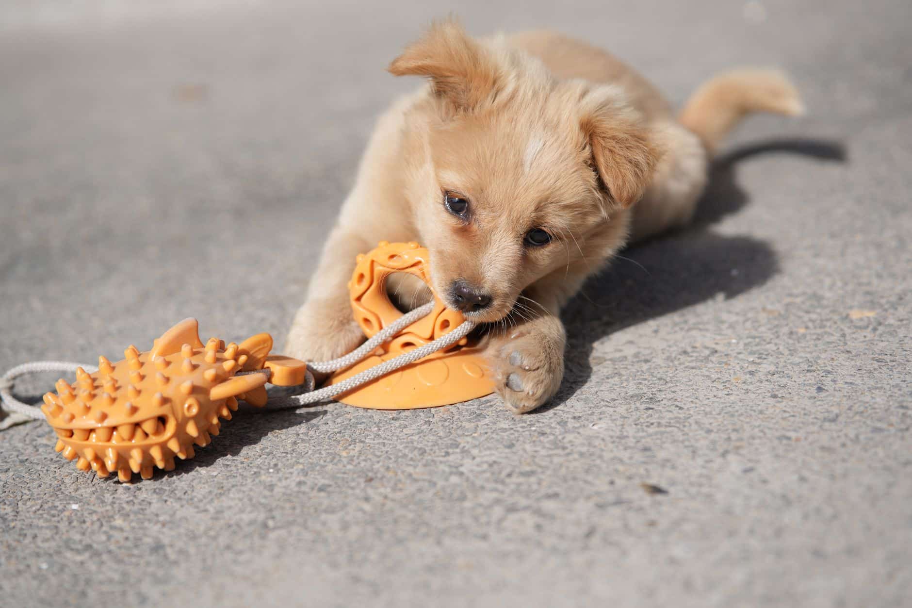 cute puppy playing with chew toy outdoors