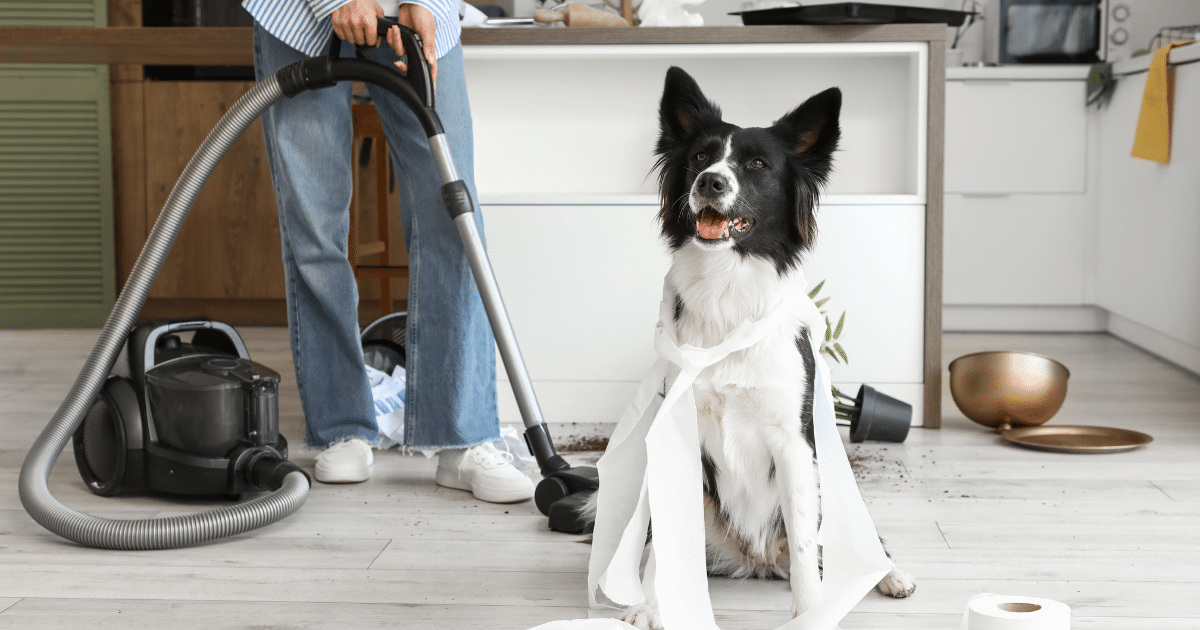 Aspirateurs poils de chien en soldes : soulagez votre charge mentale !