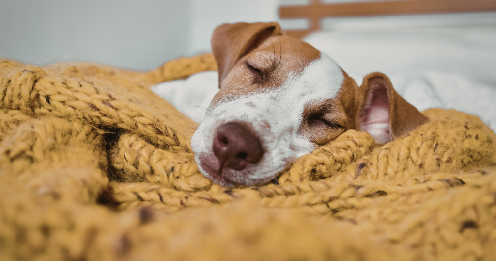 Combien de temps dort un chien ?