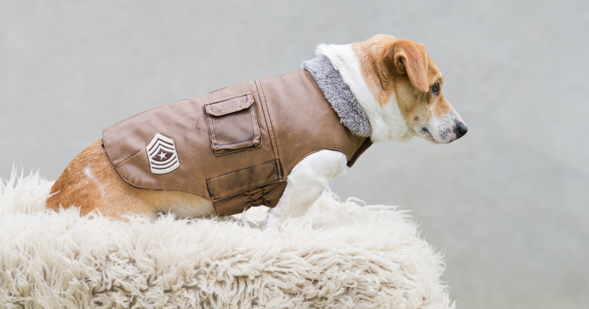 Meilleurs manteaux pour chien : mes coups de coeur
