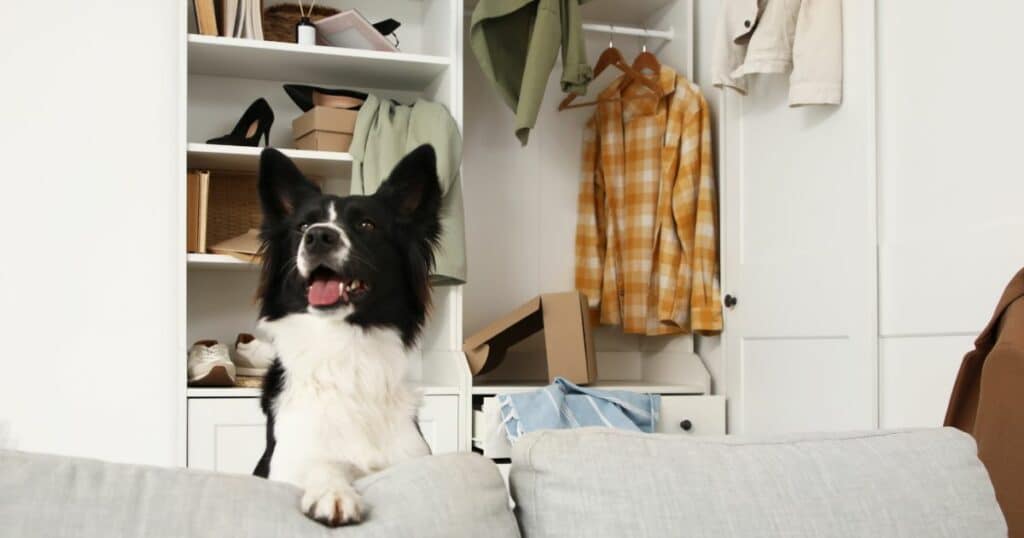 Garder maison propre avec un chien