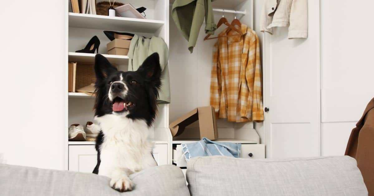 Garder sa maison propre avec un chien : comment faire ?