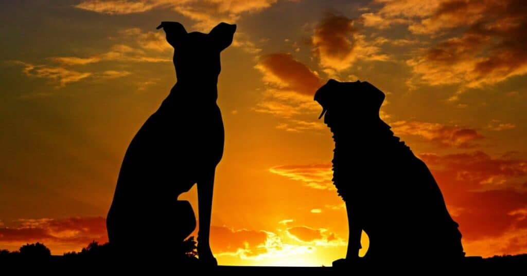 Chiens abandonnés à Dubaï