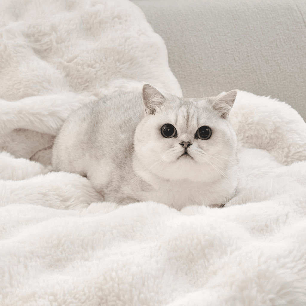 Housse de canapé pour garder sa maison propre avec des animaux