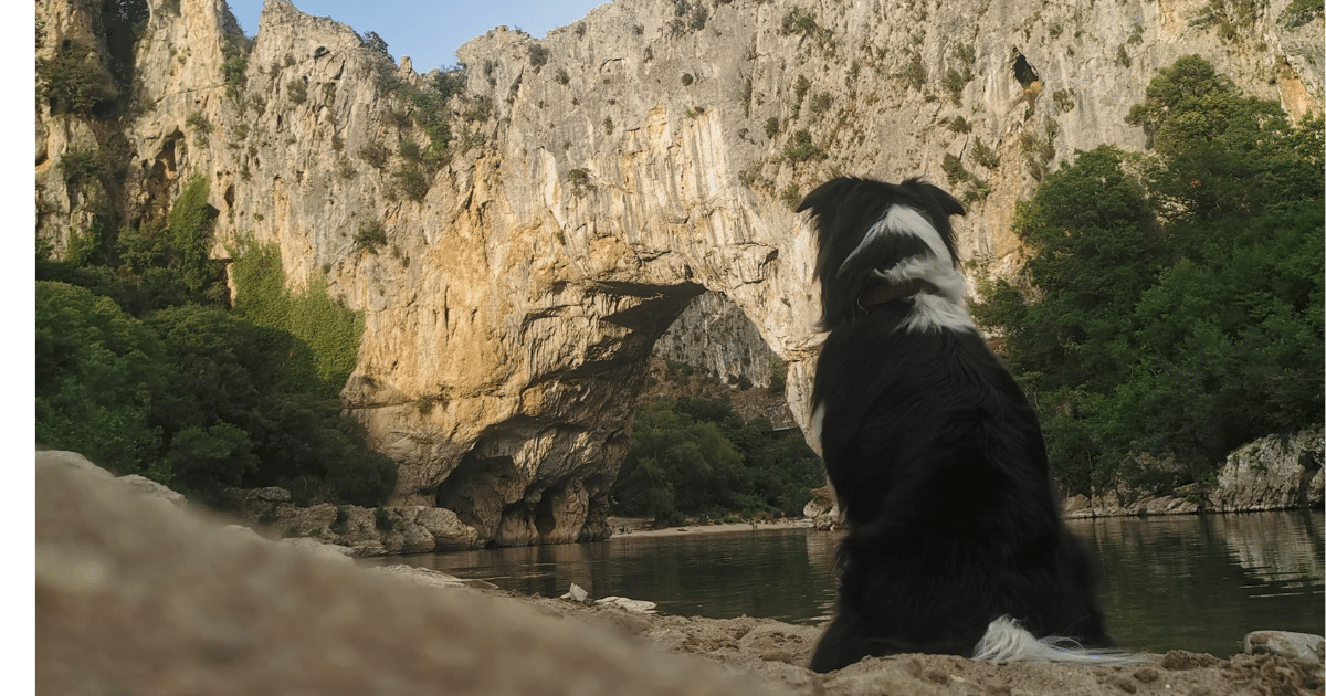 Camping Ardèche chien