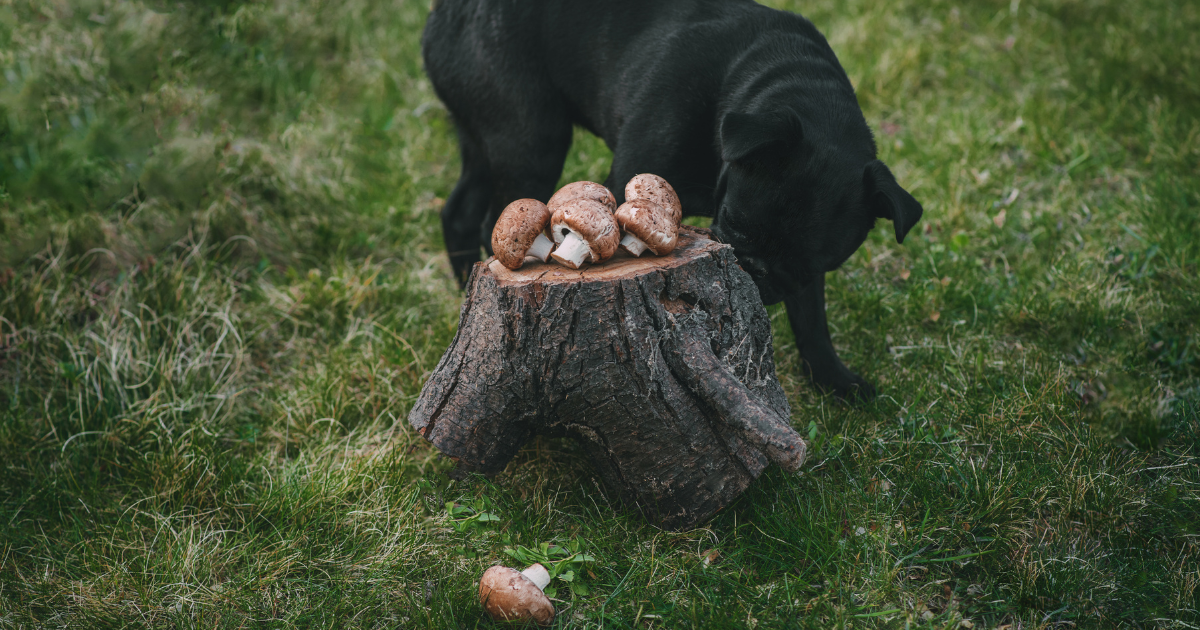 champignons adaptogènes pour chien