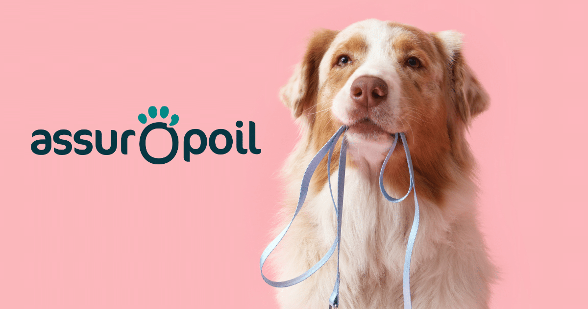 Assur O&rsquo;Poil avis et tarifs de l&rsquo;assurance chien
