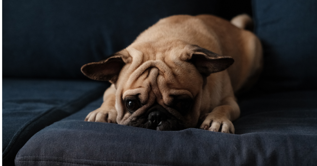 Produits anti-stress pour chien