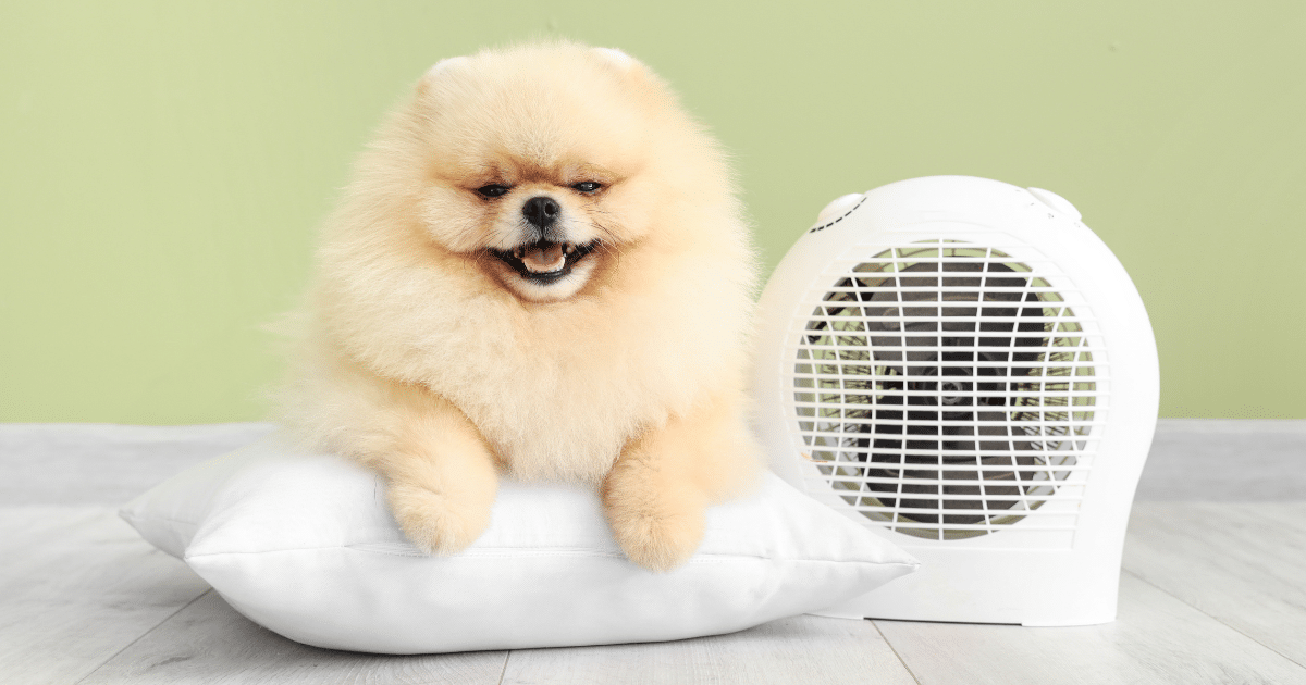 Ventilateur pour chien : garder son poilu au frais