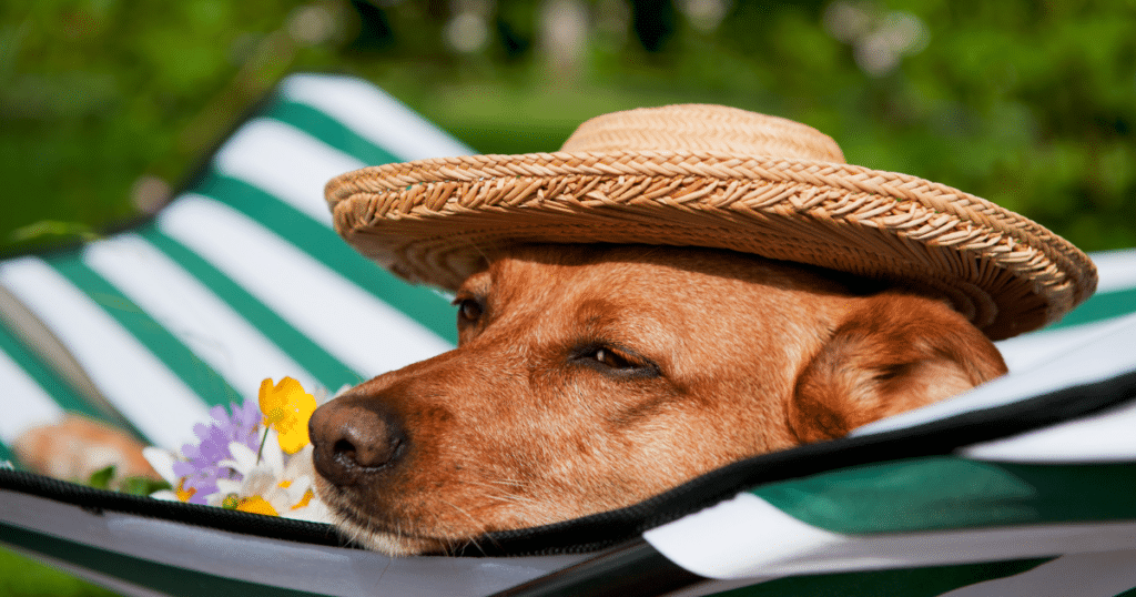 Délai de carence assurance chien avant les vacances