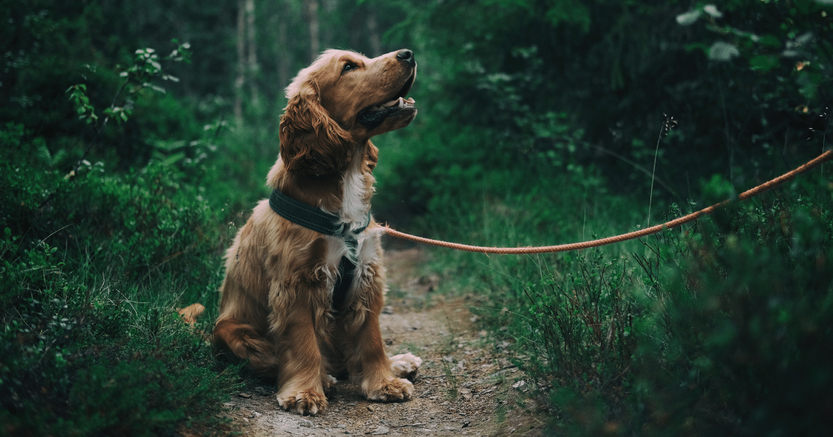 accident chien non tenu en laisse : qui est responsable ?