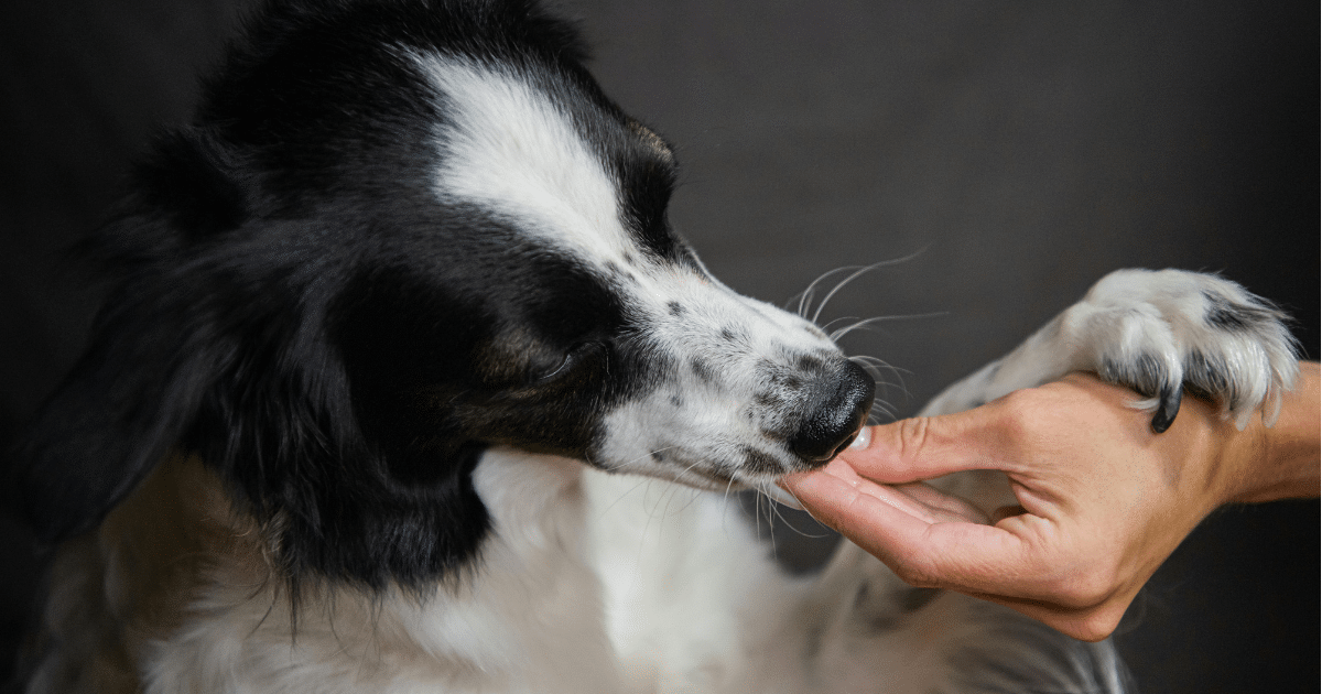 Meilleur complément alimentaire pour chien : comment choisir, et ma sélection