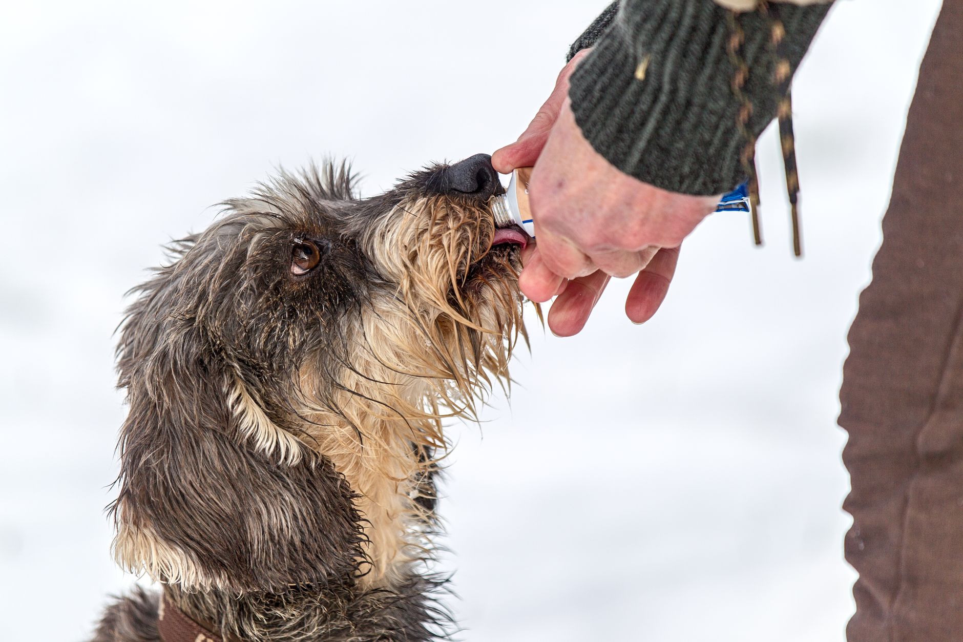 Meilleur complément alimentaire pour chien : comment choisir, et ma sélection