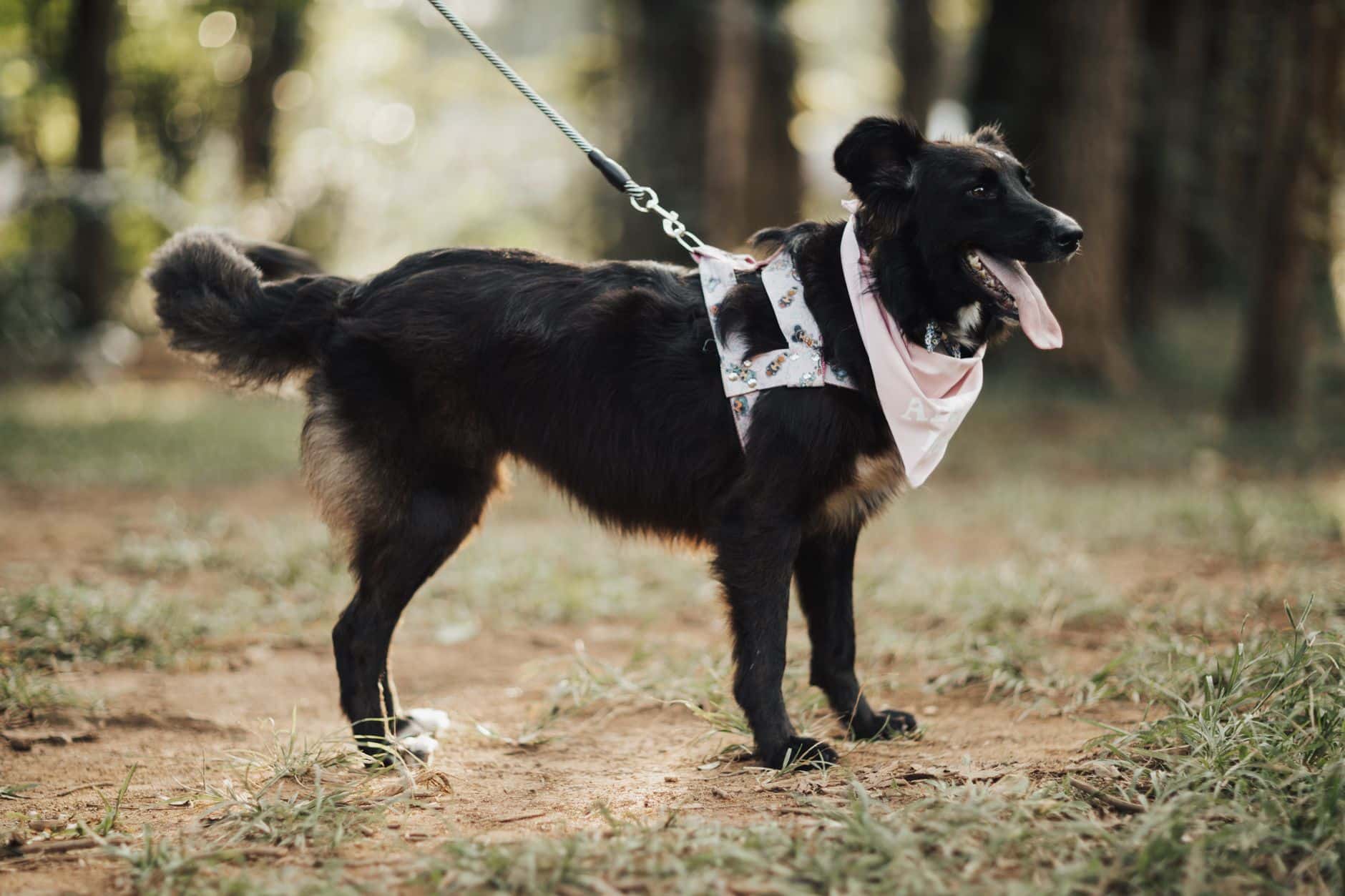 Accident avec un chien non tenu en laisse : qui est responsable (et qui paie) ?