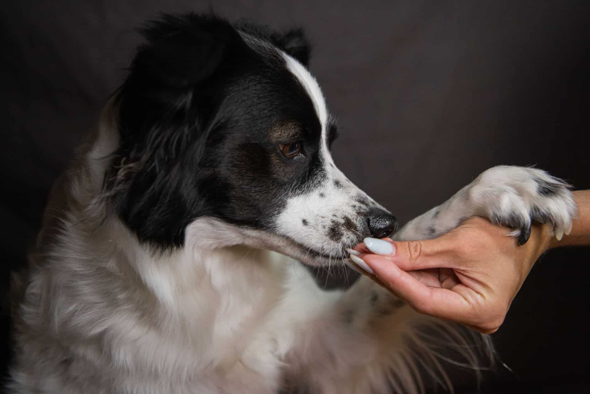 CBD pour chien : bienfaits, dosage et avis sur les marques