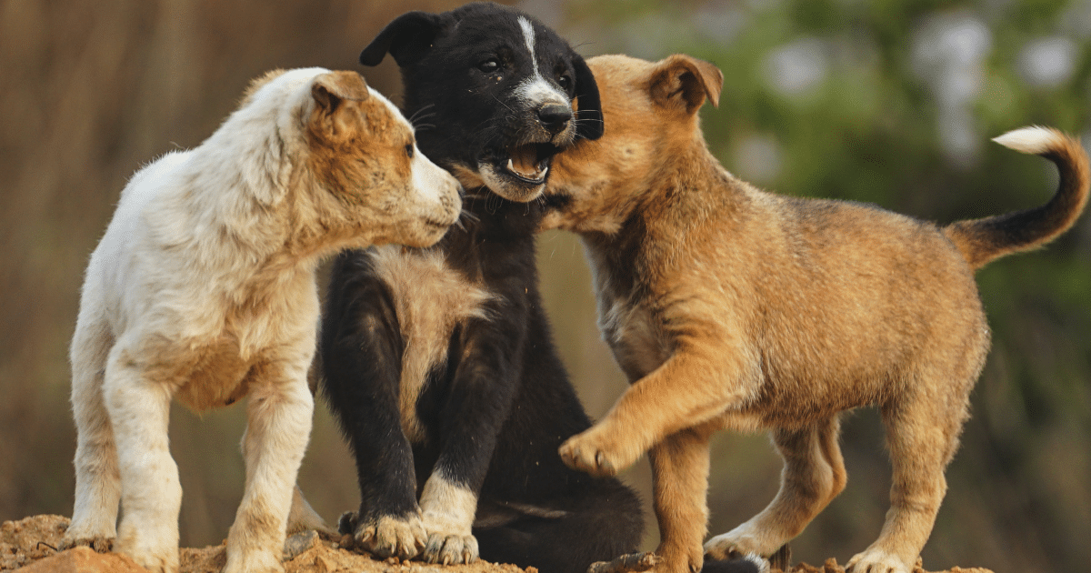 Assurance pour chiot