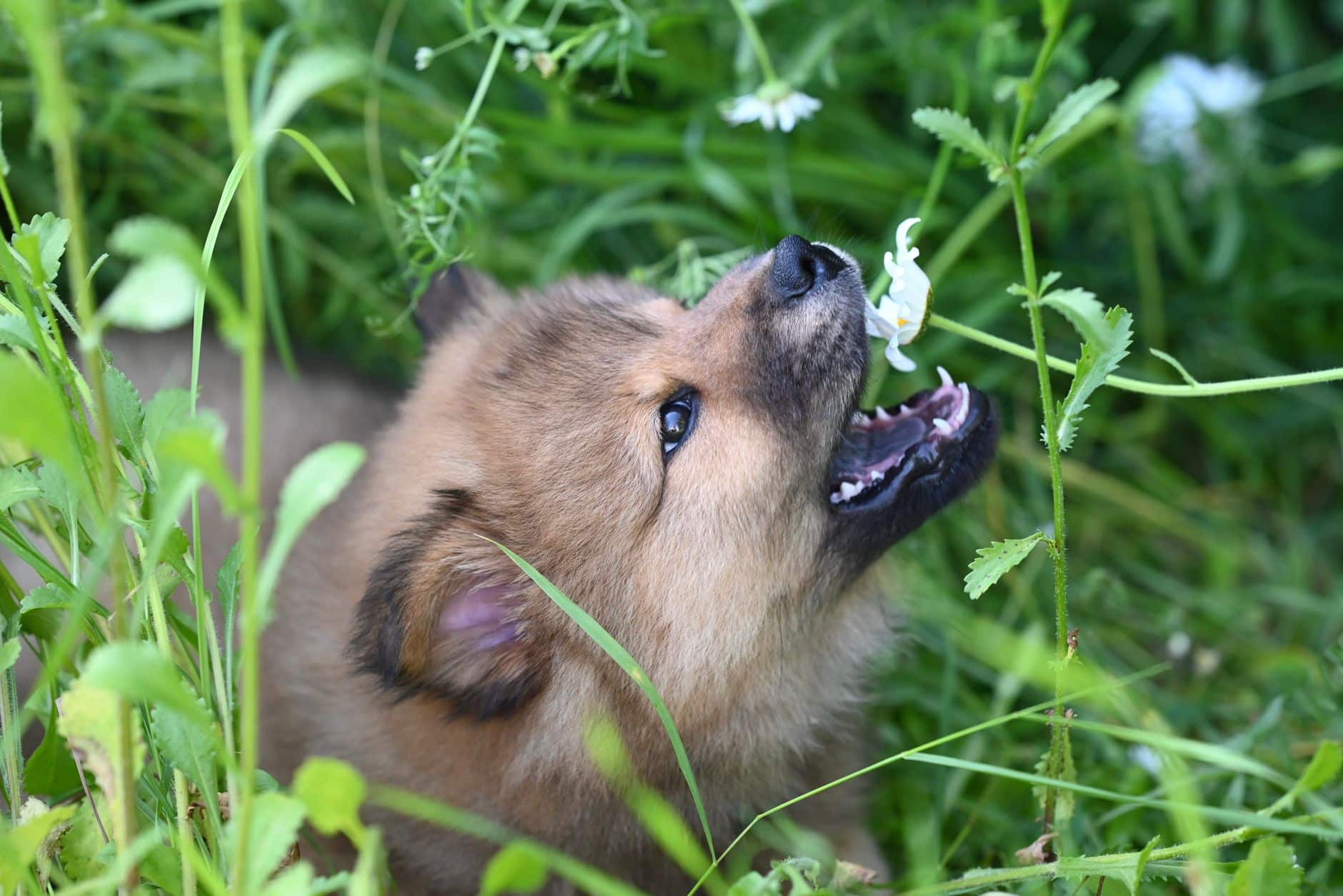 Assurance pour chiot : comparatif et conseils