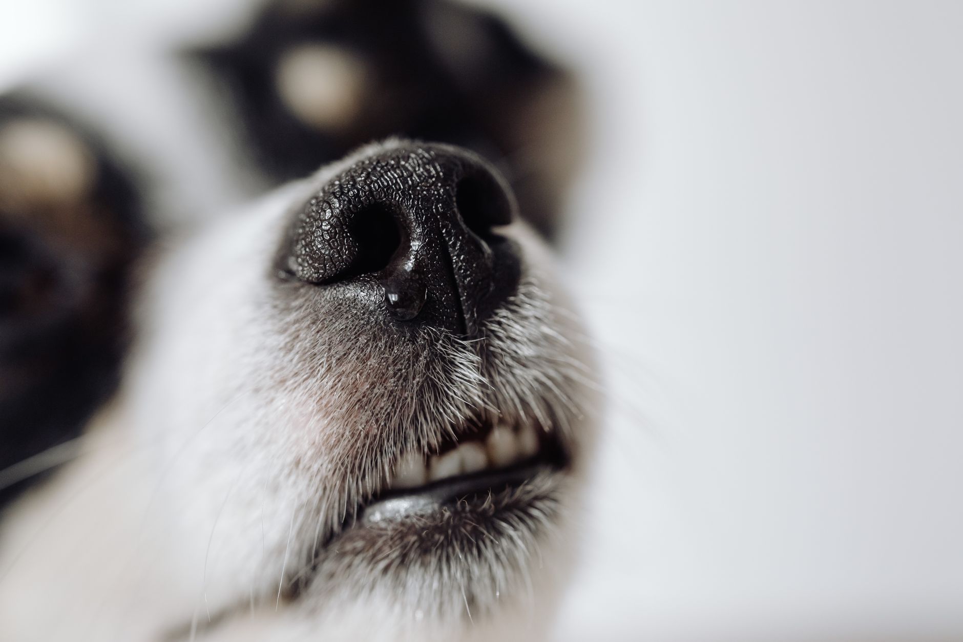 dog in close up photography